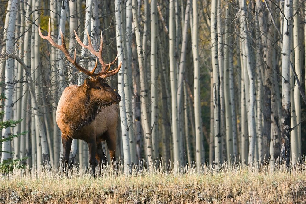 Rocky Mountain Bull Elk-Aspen Forest